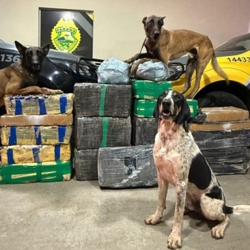 PMPR apreende 430 quilos de drogas em ações distintas no Interior