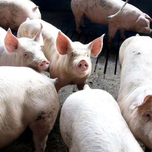 Paraná lidera fornecimento de carne suína para o mercado nacional pelo 8º ano seguido