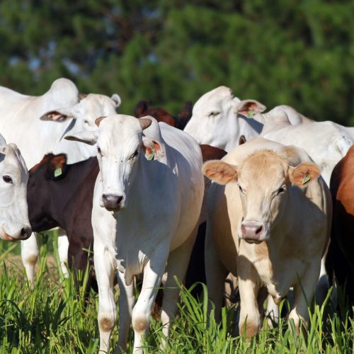 Produtores paranaenses têm mais uma semana para atualizar cadastro de rebanho