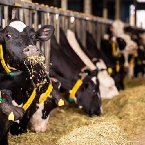 Carambeí é a 2ª maior produtora de leite do Brasil, aponta IBGE