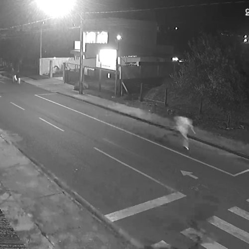 Grupo tocam “terror” em Carambeí, “chutando” portões de casas