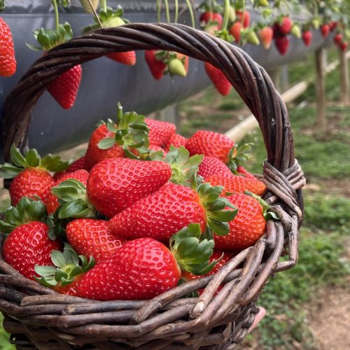 Rota Turística do Morango integra agricultura e turismo e amplia renda nas propriedades