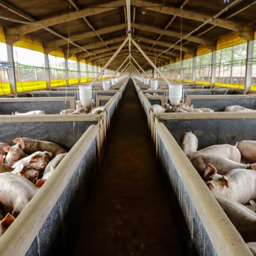 21,3 mil toneladas: exportações paranaenses de suínos têm melhor resultado para março
