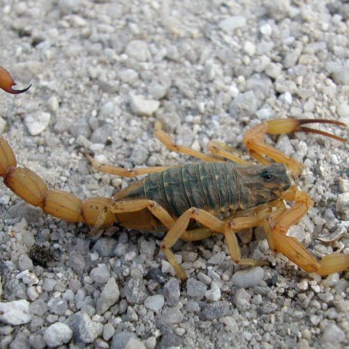 Saúde alerta para risco de acidentes com animais peçonhentos durante o verão