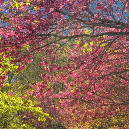Pólen, umidade e temperatura: primavera aumenta riscos de alergias respiratórias