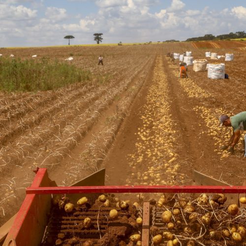 Primeira safra de batata rende 392,2 mil toneladas no Paraná