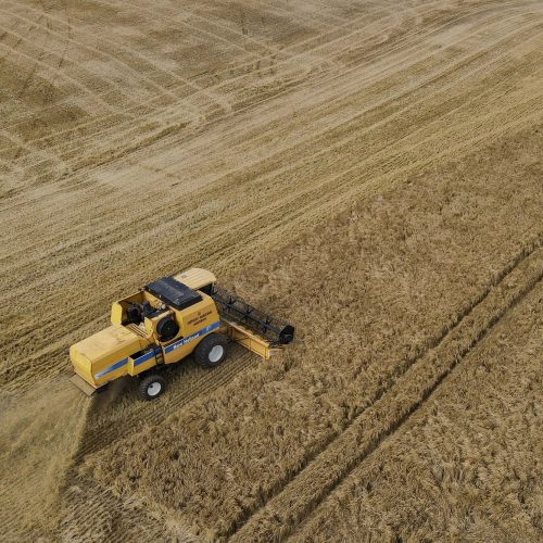 Com estimativa de 449 mil toneladas, Paraná pode registrar safra histórica de cevada