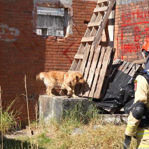 Treinamento reforça papel estratégico dos cães dos Bombeiros em resgates