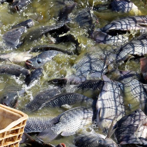 Líder na piscicultura, Paraná orienta produtores no manejo dos viveiros no verão