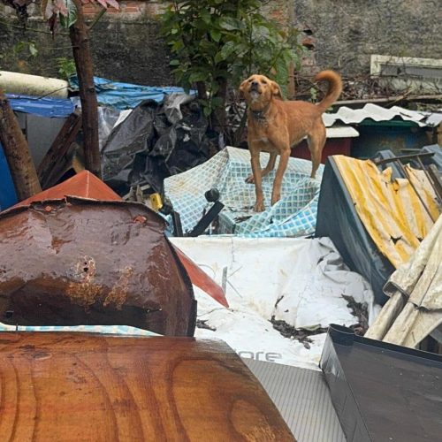 Polícia prende mulher acumuladora por maus-tratos e resgata 18 cães no PR