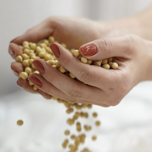 Frísia e Castrolanda iniciam intercooperação estratégica no setor de sementes