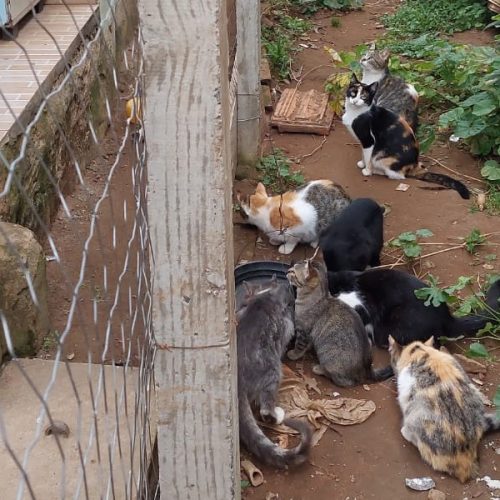 Polícia indicia dois homens por maus-tratos contra 12 gatos na região