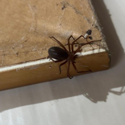Prevenção: Saúde alerta para cuidados com aranhas no verão