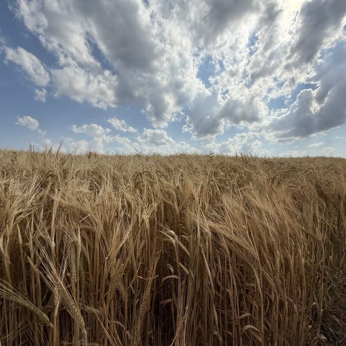 Calor forte e tempestades: características de verão voltam ao Paraná nesta semana