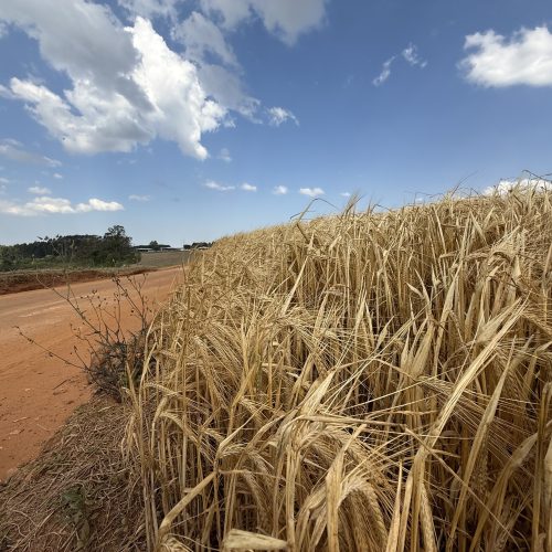 Paraná é o estado que mais destinou recursos para a agricultura em 2025