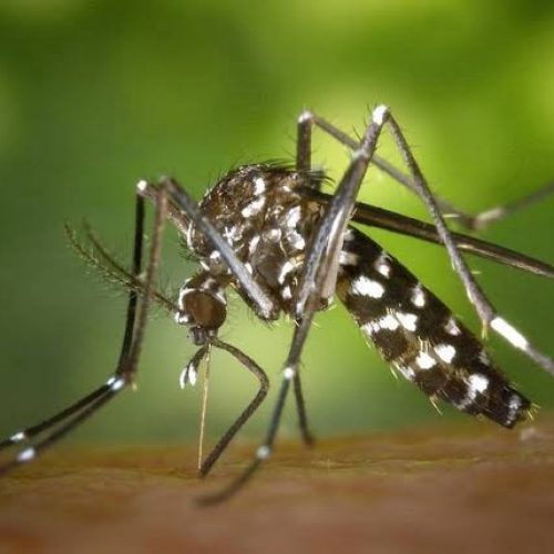 Saúde confirma mais 4.050 casos e três novos óbitos por dengue no Paraná