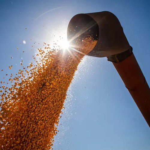 Brasil poderá ter novo recorde na produção de grãos na safra 2024/2025