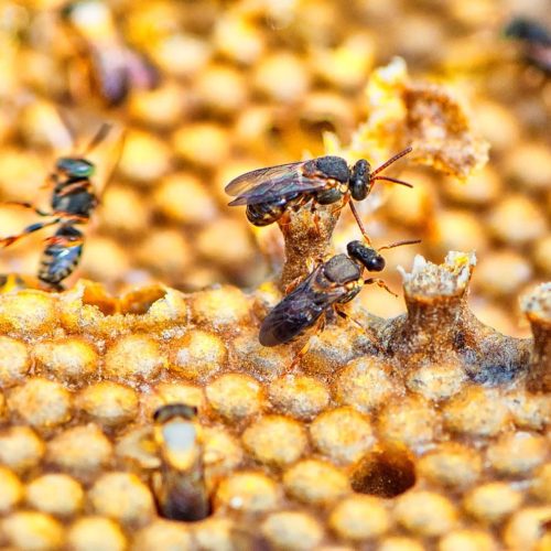 Paraná detém 14,6% da produção nacional de mel e se torna líder do setor no país