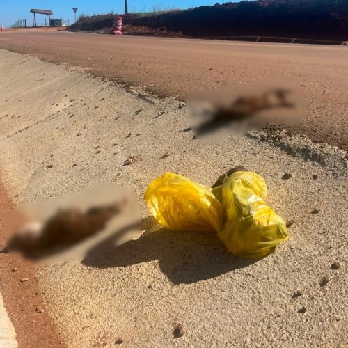 Mistério: três cães aparecem mortos na região do Areião, em Carambeí