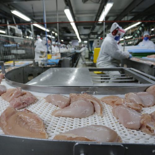 Matelândia- 22-10-2020 - Abatedouro de aves da cooperativa lar em Matelândia - Foto : Jonathan Campos / AEN