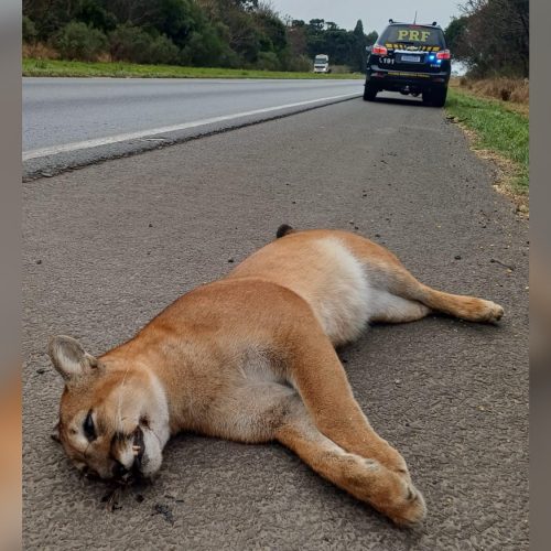 Onça-parda é encontrada morta às margens de rodovia na região&nbsp;