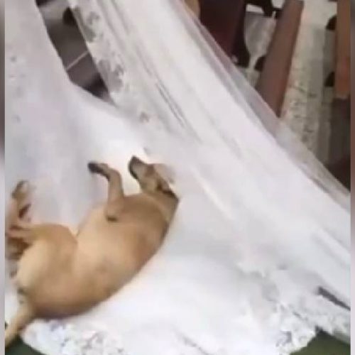 Cachorro invade casamento e deita em vestido de noiva no Paraná
