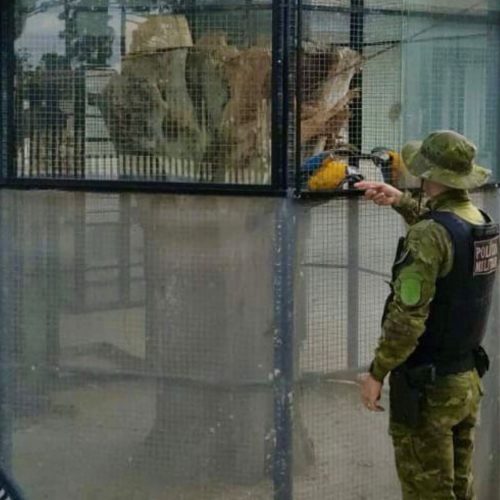 Denúncia anônima leva à apreensão de aves silvestres em Carambeí